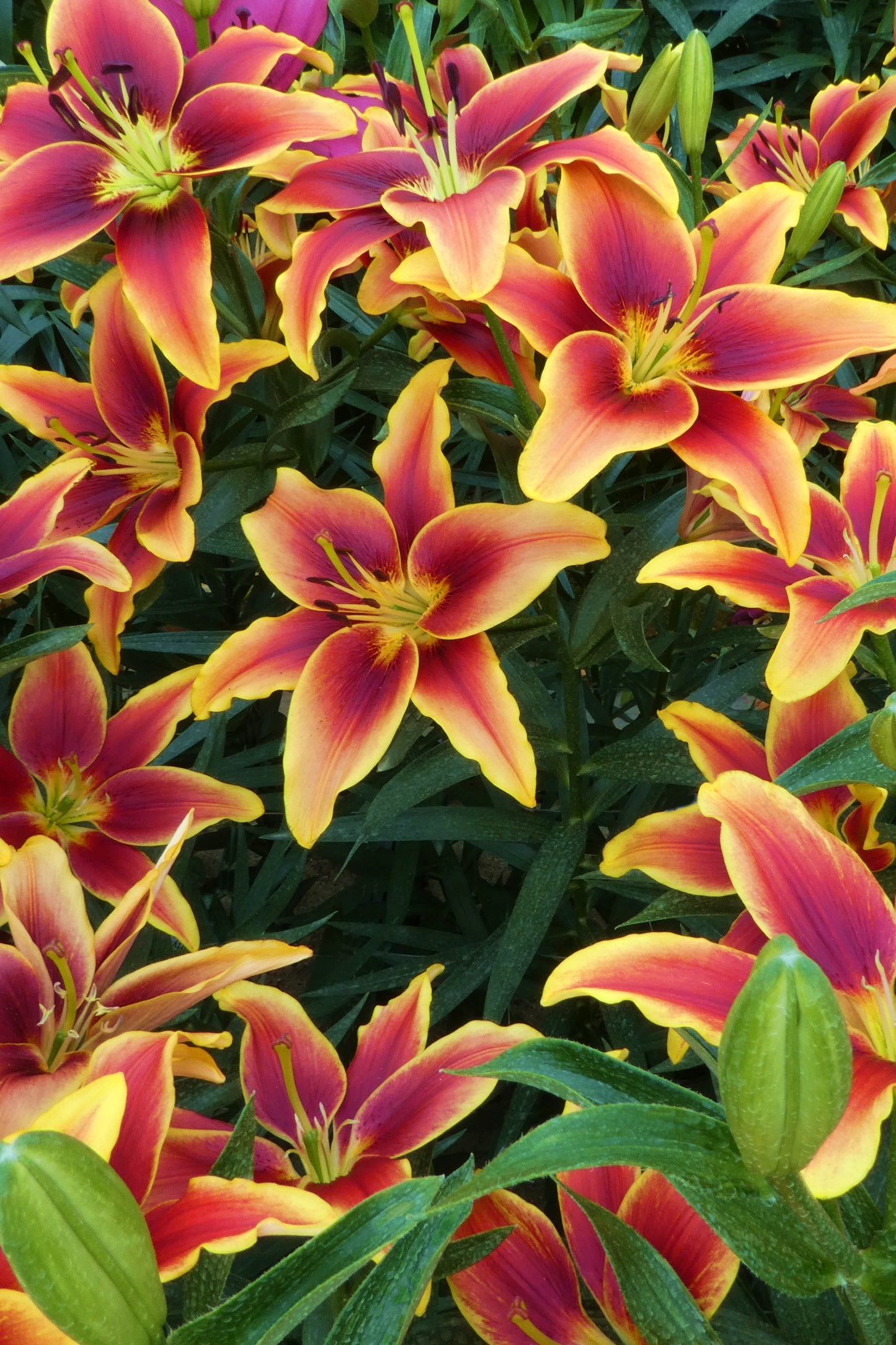 Lilium A.O.A Hibrid Avalon Sunset