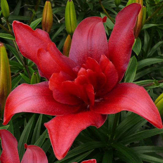 Lilium Dublu Asiatic Bald Eagle