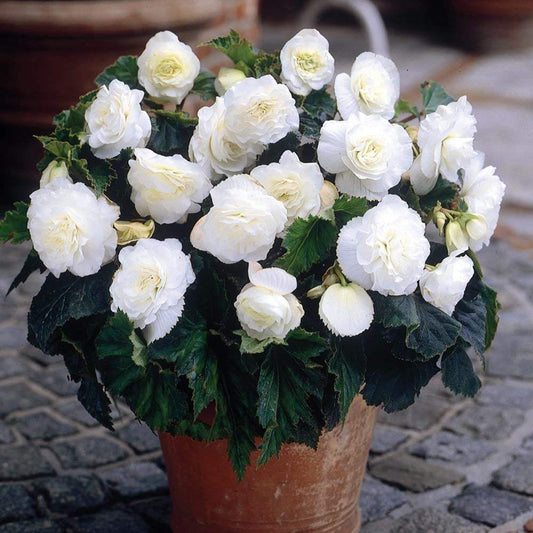 Begonia Double White