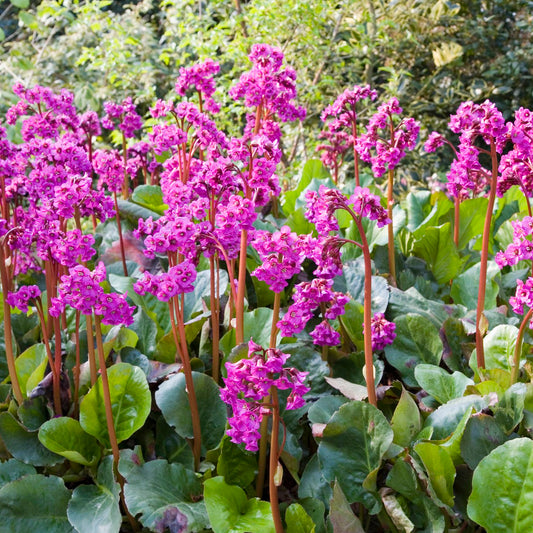 Bergenia Cordiflora Rose