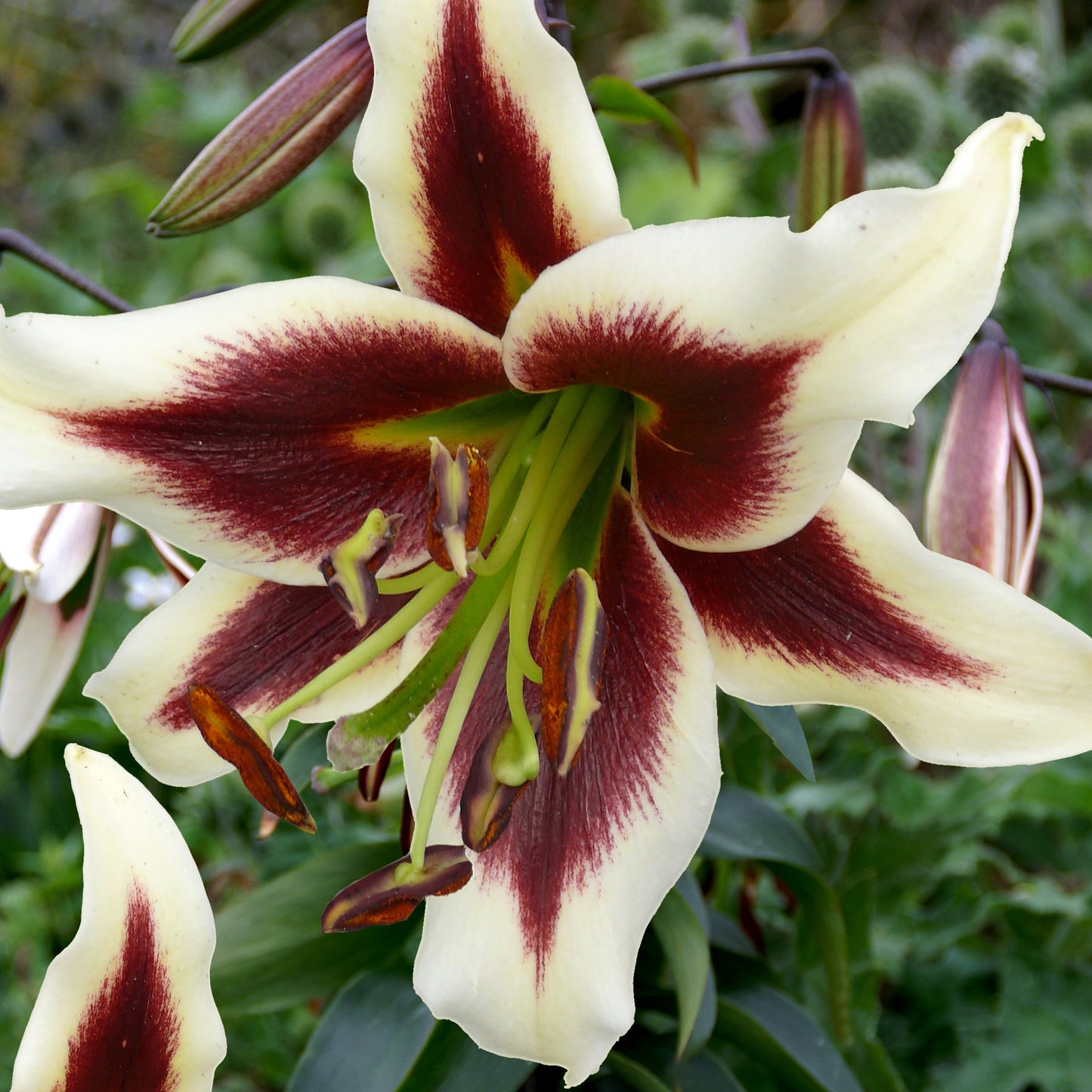 Lilium O.T Hibrid Beverly Dreams