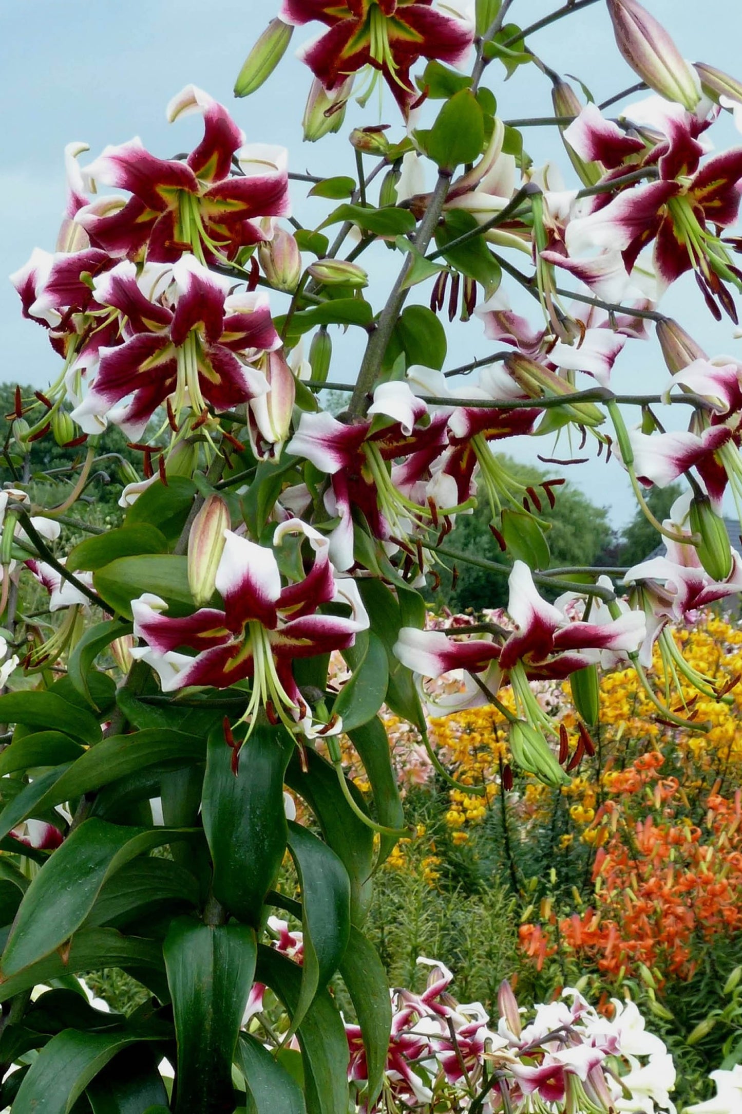 Lilium O.T Hibrid Beverly Dreams