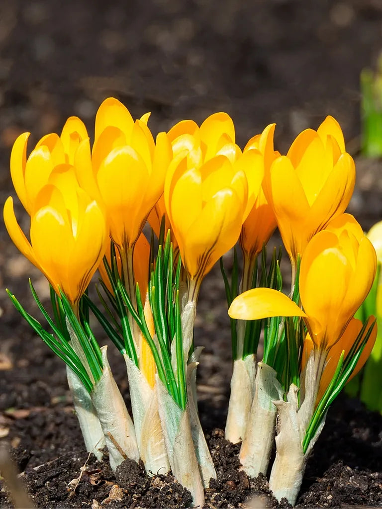 Crocus (Brândușe) Golden Yellow