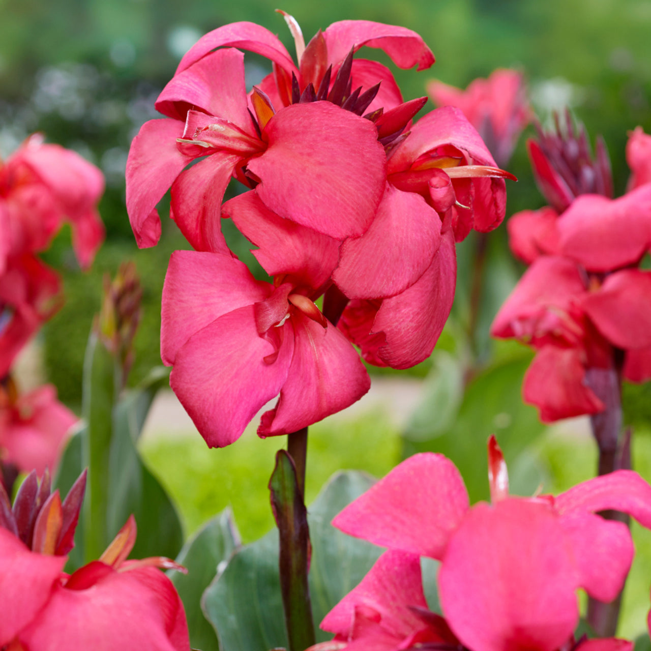 Canna Indica Shinning Pink
