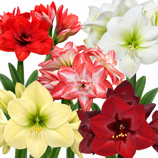 Amaryllis Mix (5 soiuri)