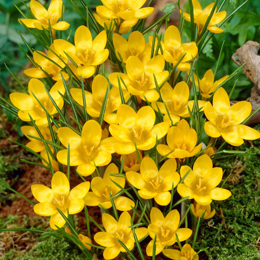 Crocus (Brândușe) Botanic Dorothy