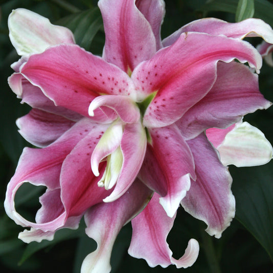 Lilium Dublu Oriental Distant Drum