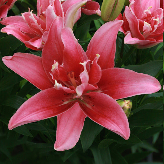 Lilium Dublu Oriental Double Lady