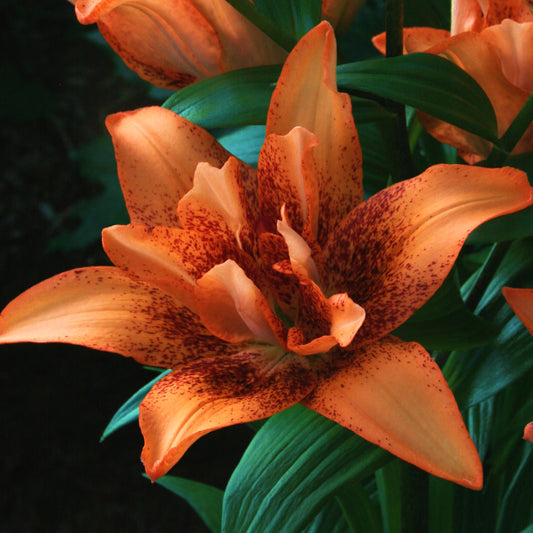 Lilium Dublu Asiatic Double Love