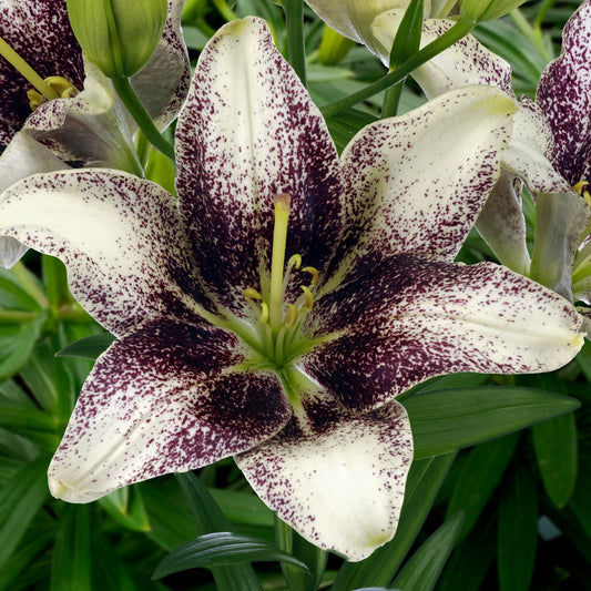 Lilium Easy Spot (fără polen)