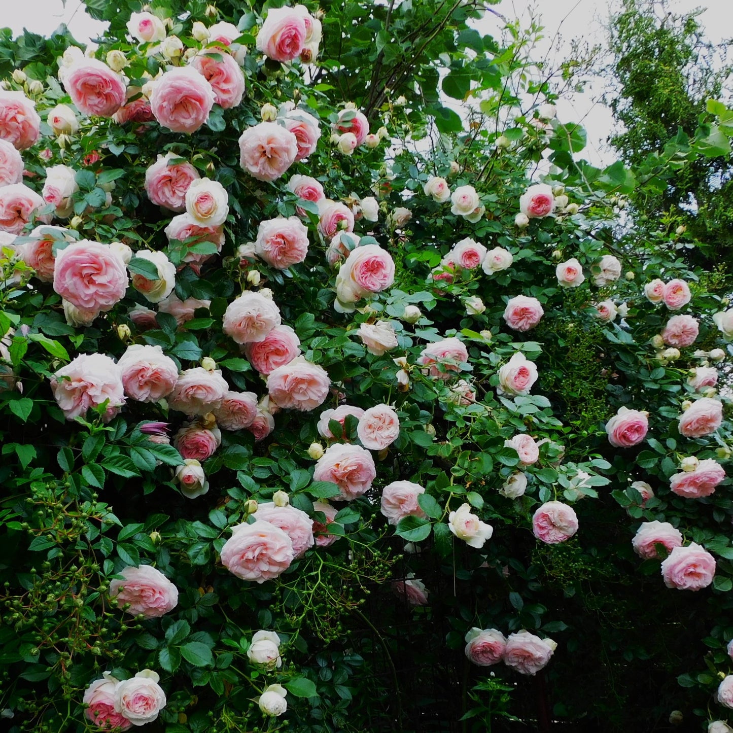 Trandafir Cățărător Eden Rose
