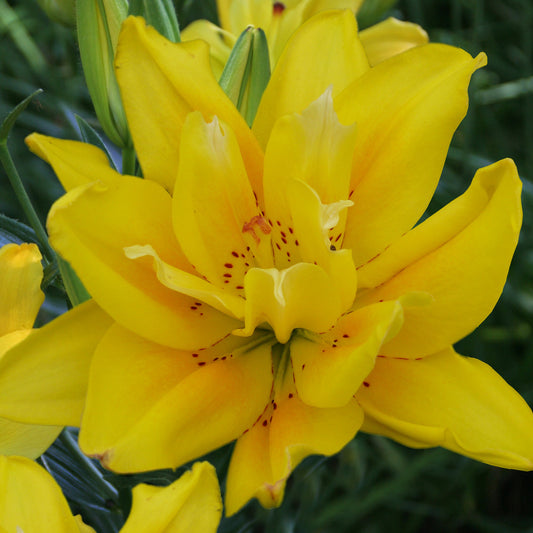 Lilium Dublu Asiatic Fata Morgana (polen minim)