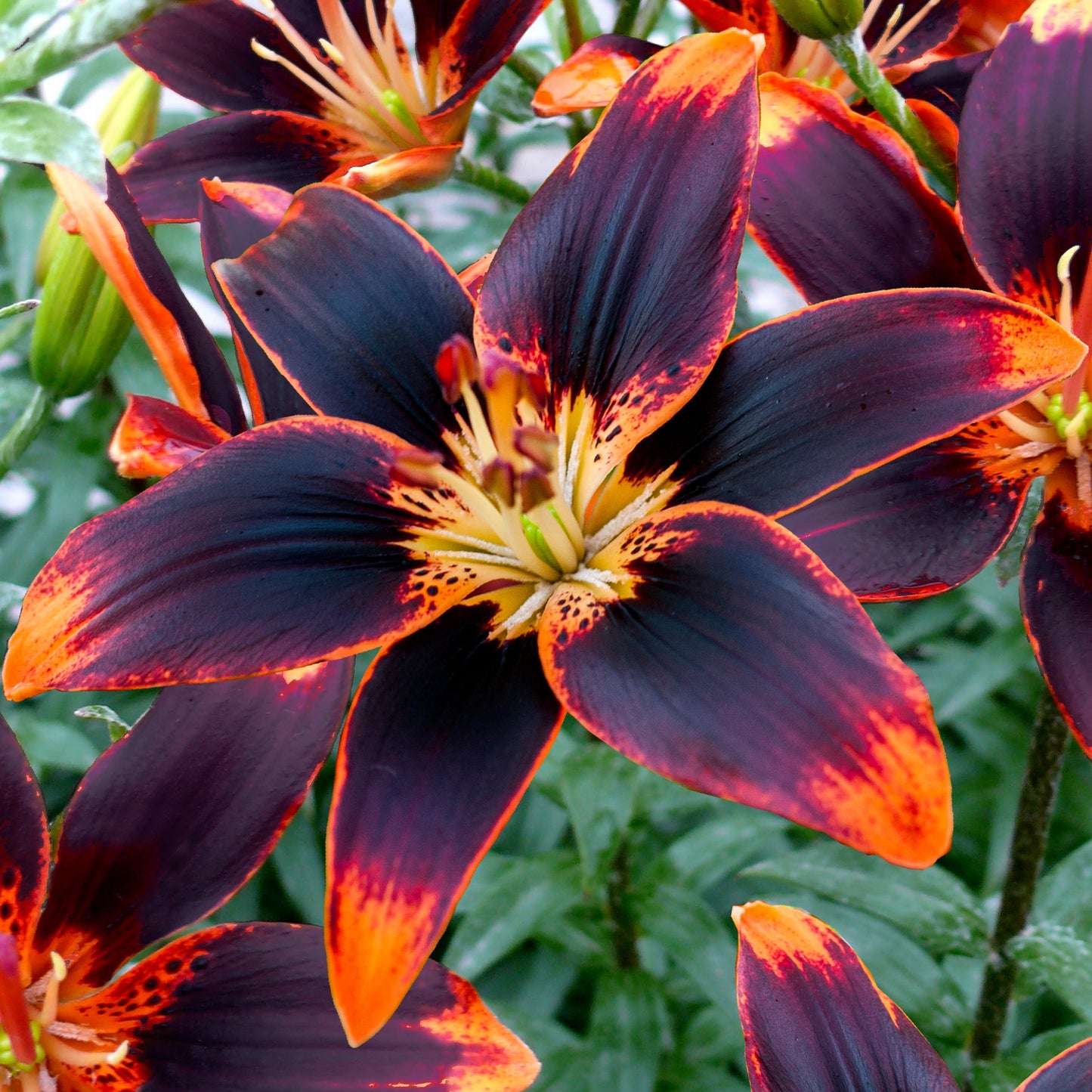Lilium Bicolor Forever Susan