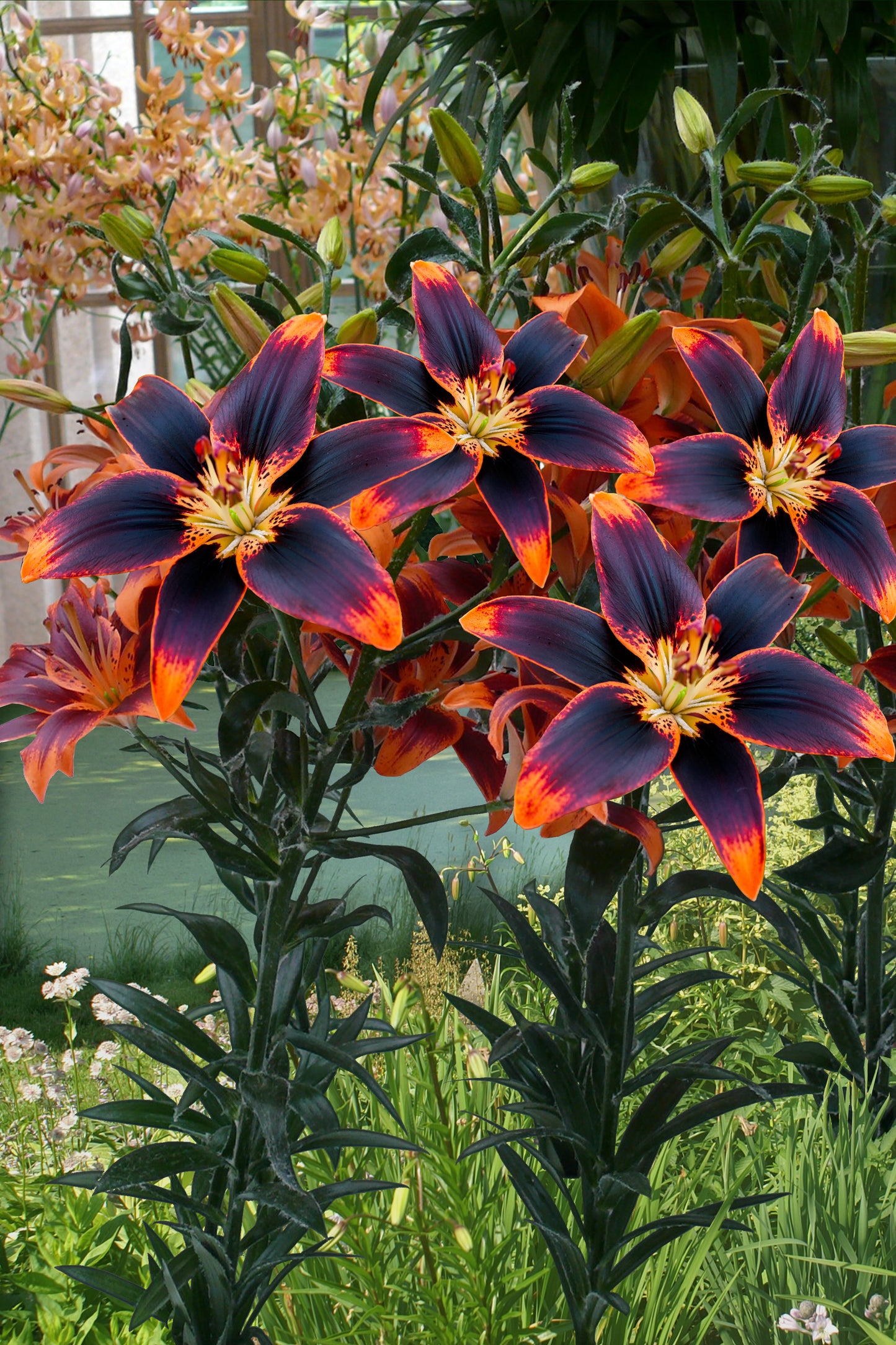 Lilium Bicolor Forever Susan