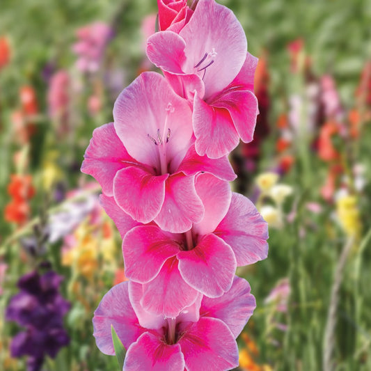 Gladiole Pink Event