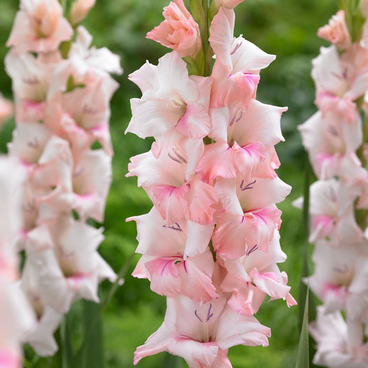Gladiole Adrenaline