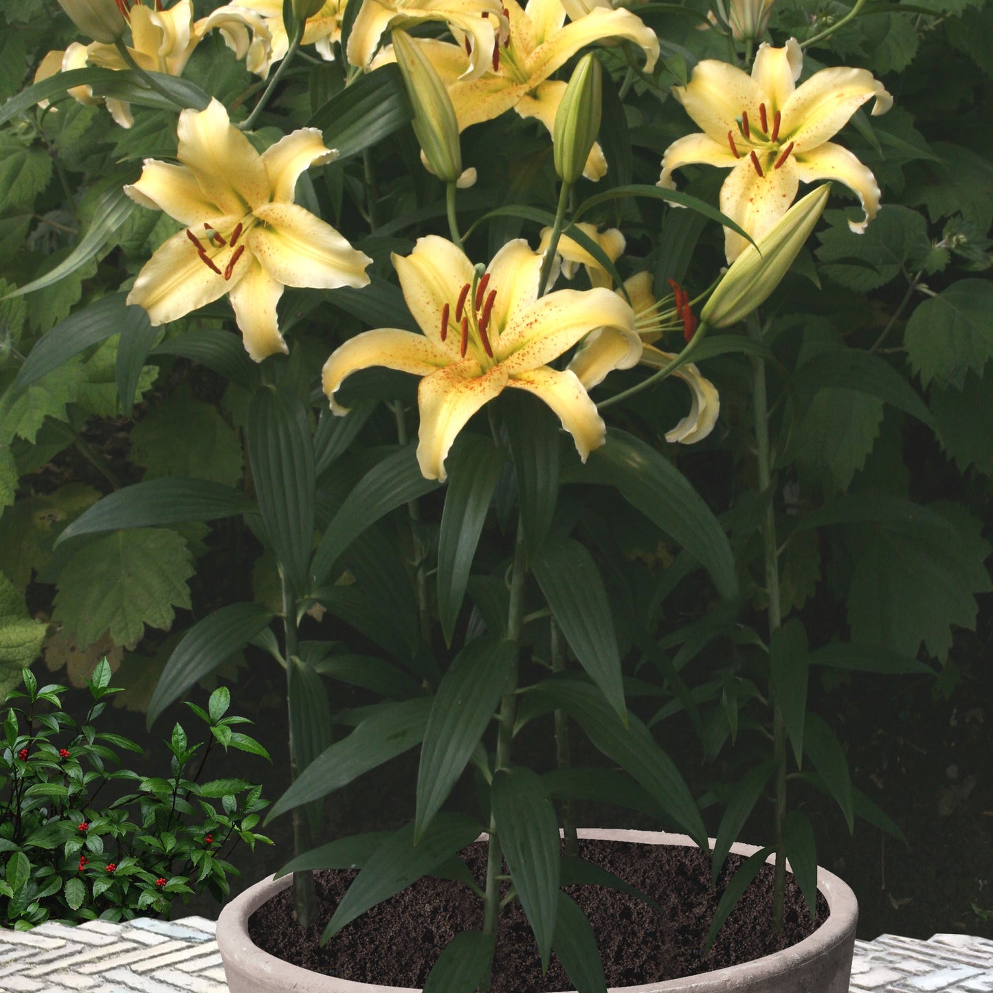 Lilium Pitic Gold Fever (de ghiveci)