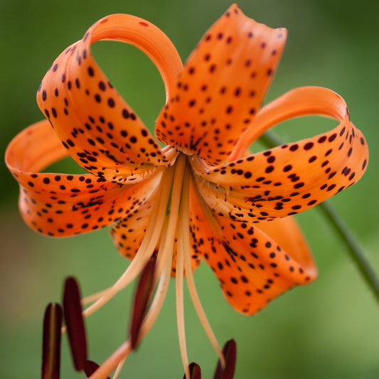 Lilium Tiger Lancifolium