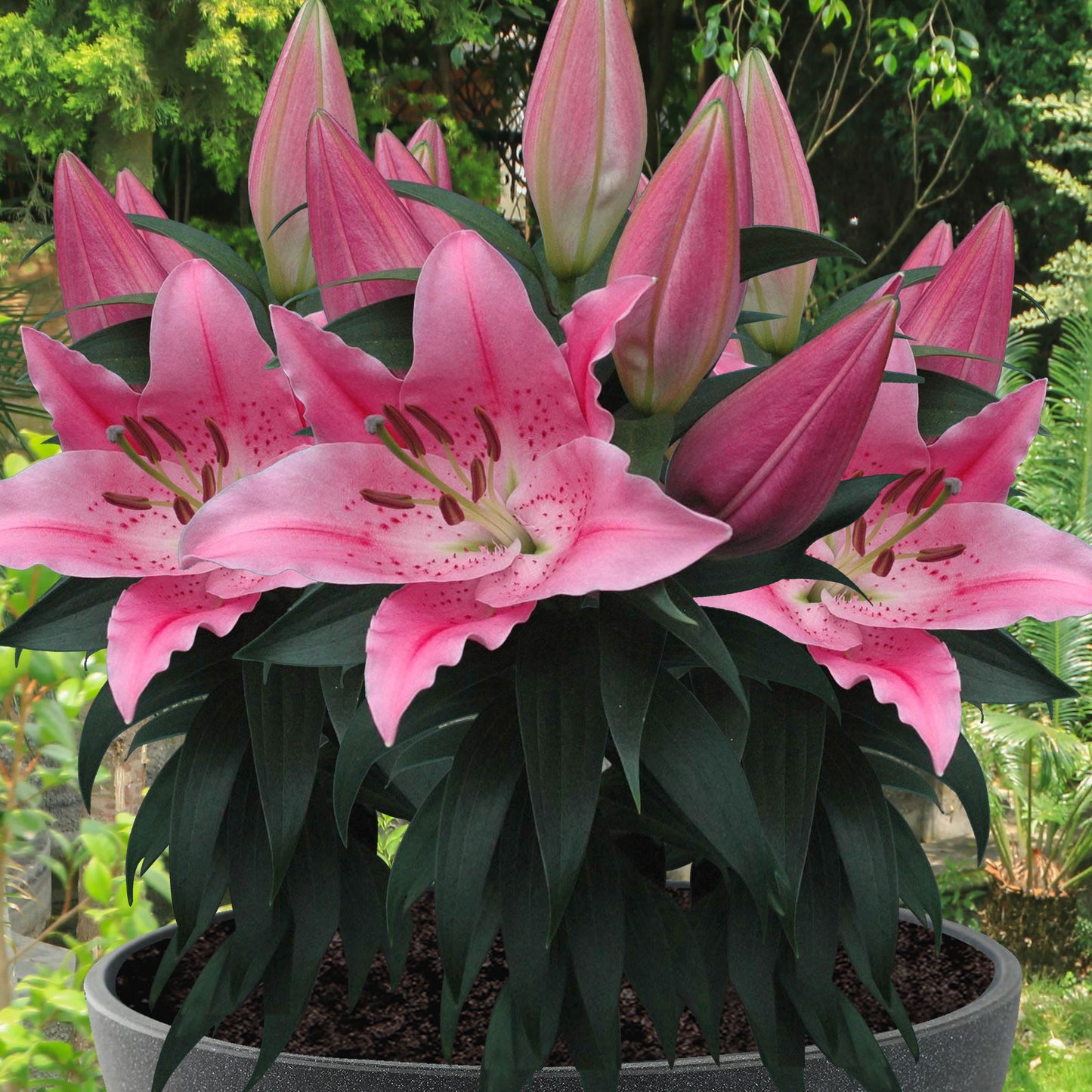 Lilium Pitic Little Ireland (de ghiveci)
