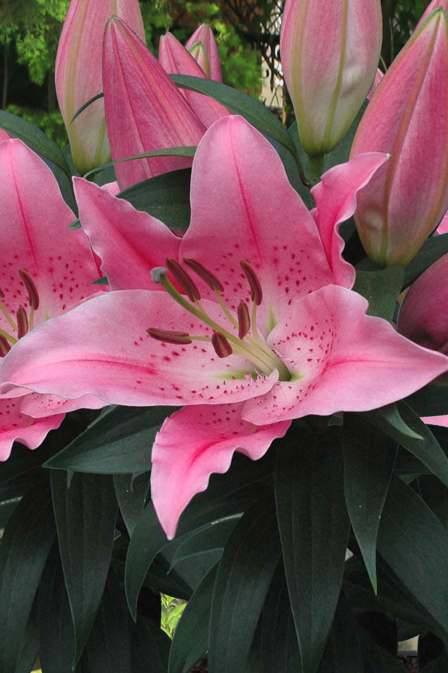 Lilium Pitic Little Ireland (de ghiveci)