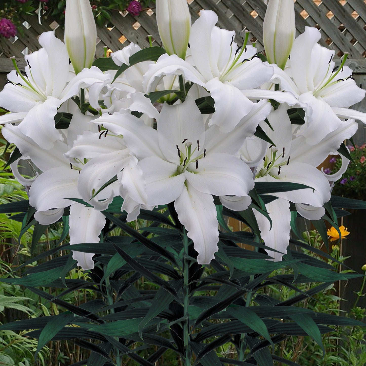 Lilium Pitic Little Mountain (de ghiveci)