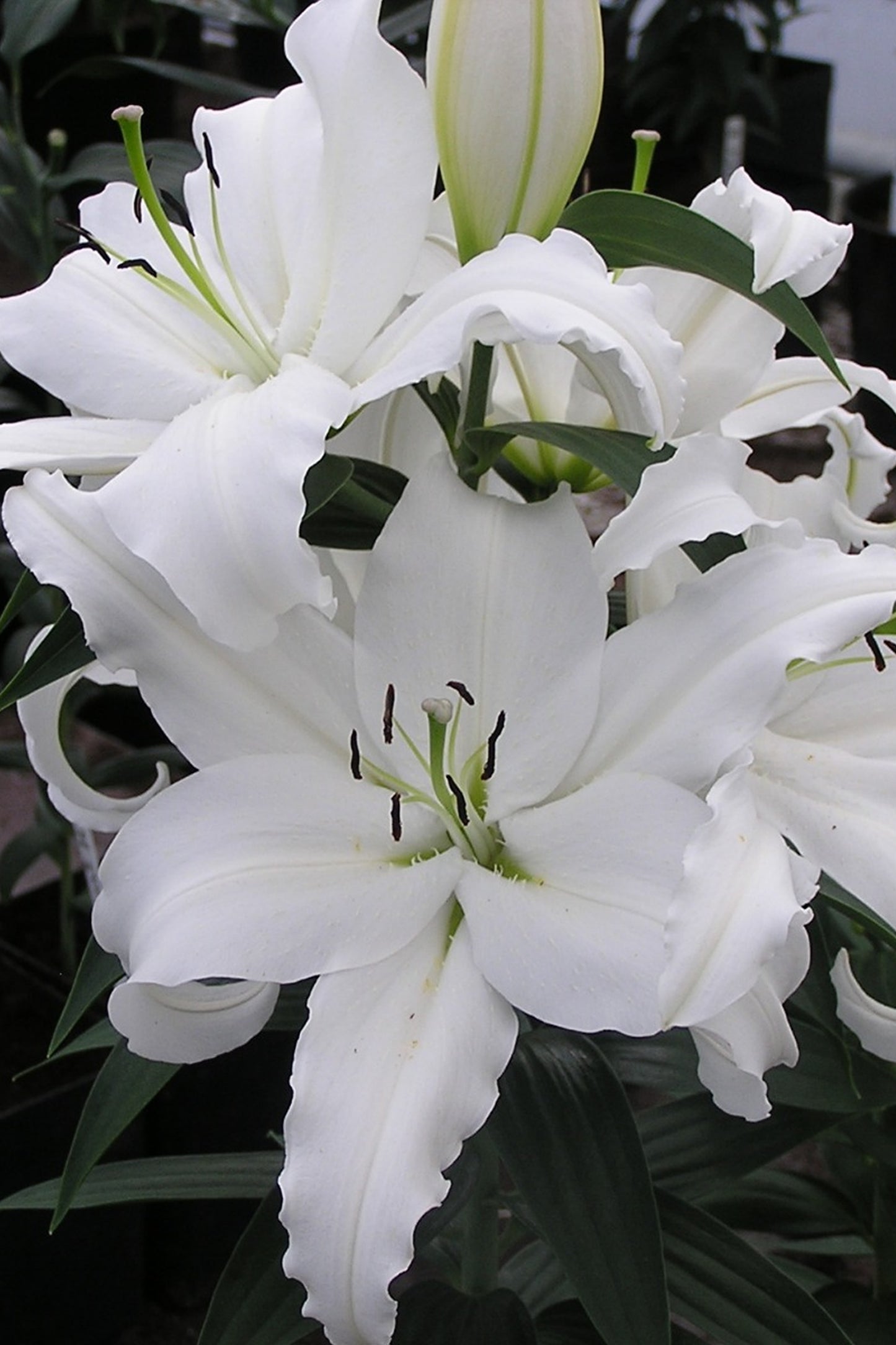 Lilium Pitic Little Mountain (de ghiveci)