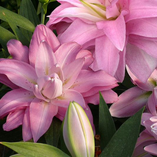 Lilium Dublu Oriental Lotus Breeze