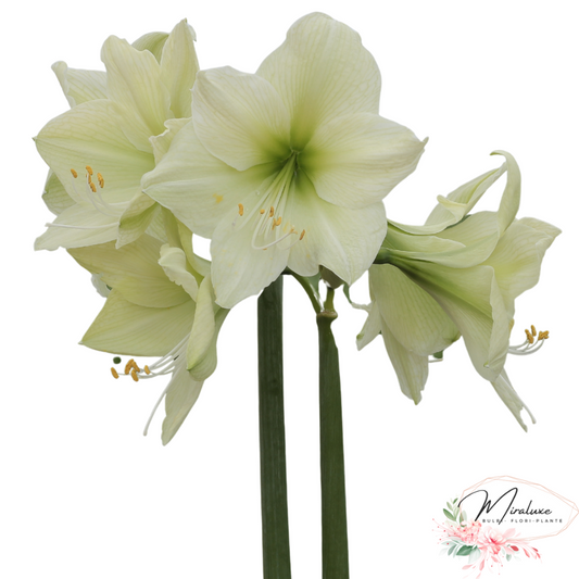 Amaryllis Luna