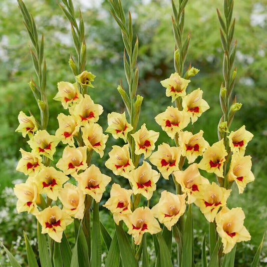 Gladiole Maxial
