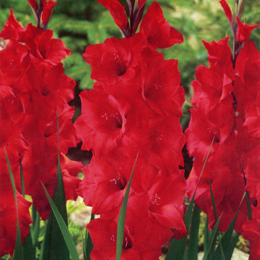 Gladiole Magma