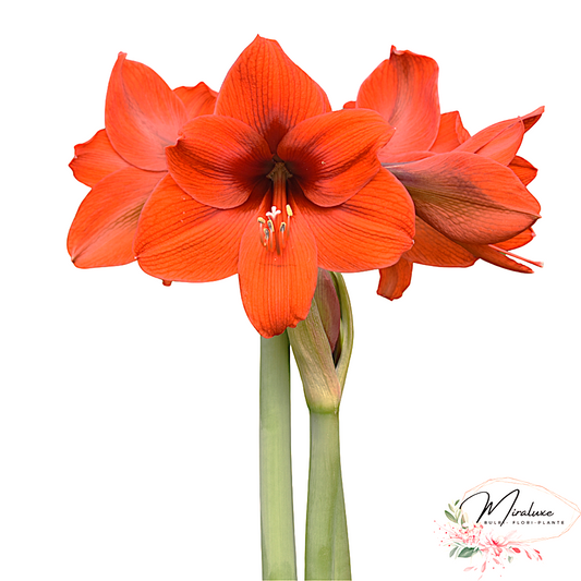 Amaryllis Olaf