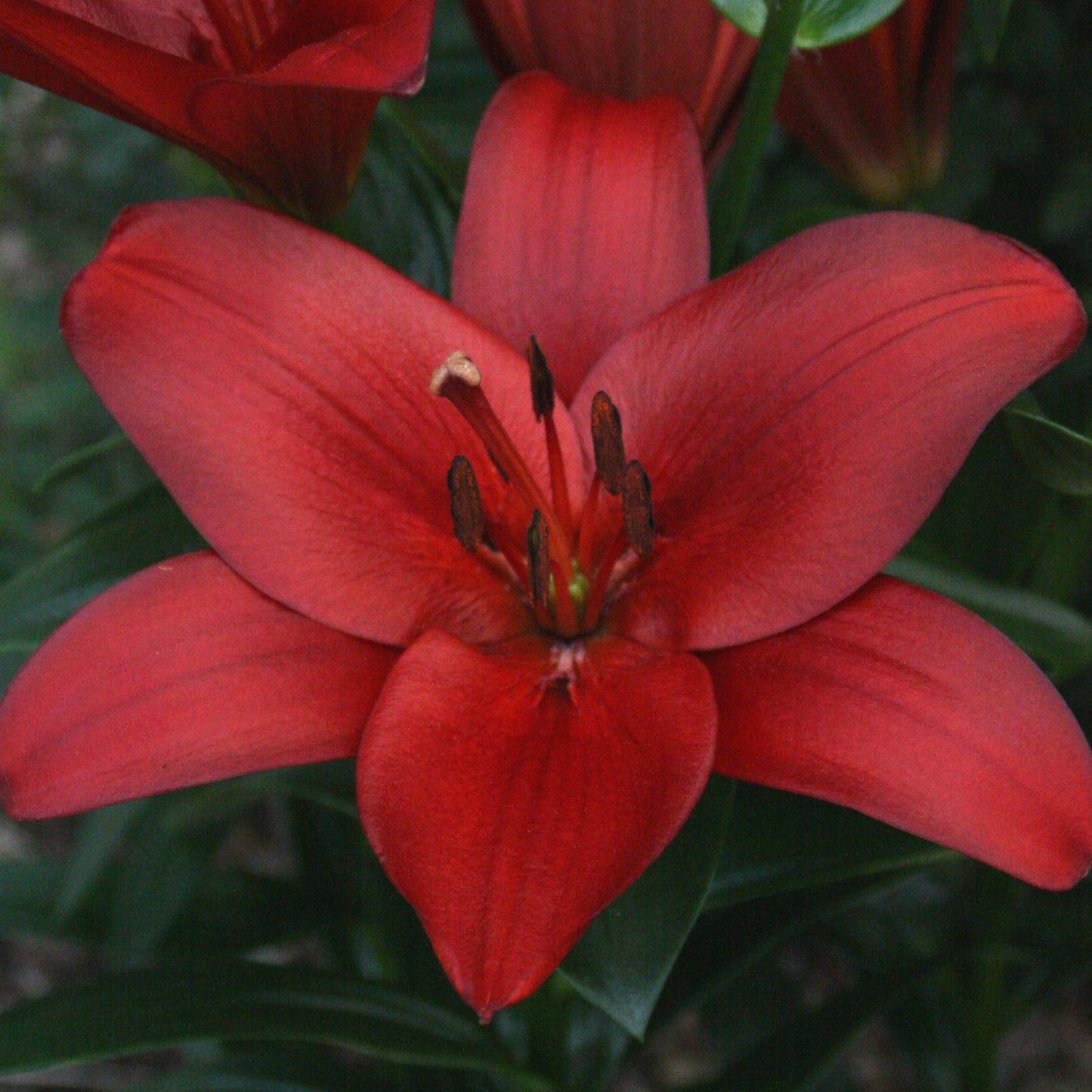 Lilium T.A Hybrid Orfeo