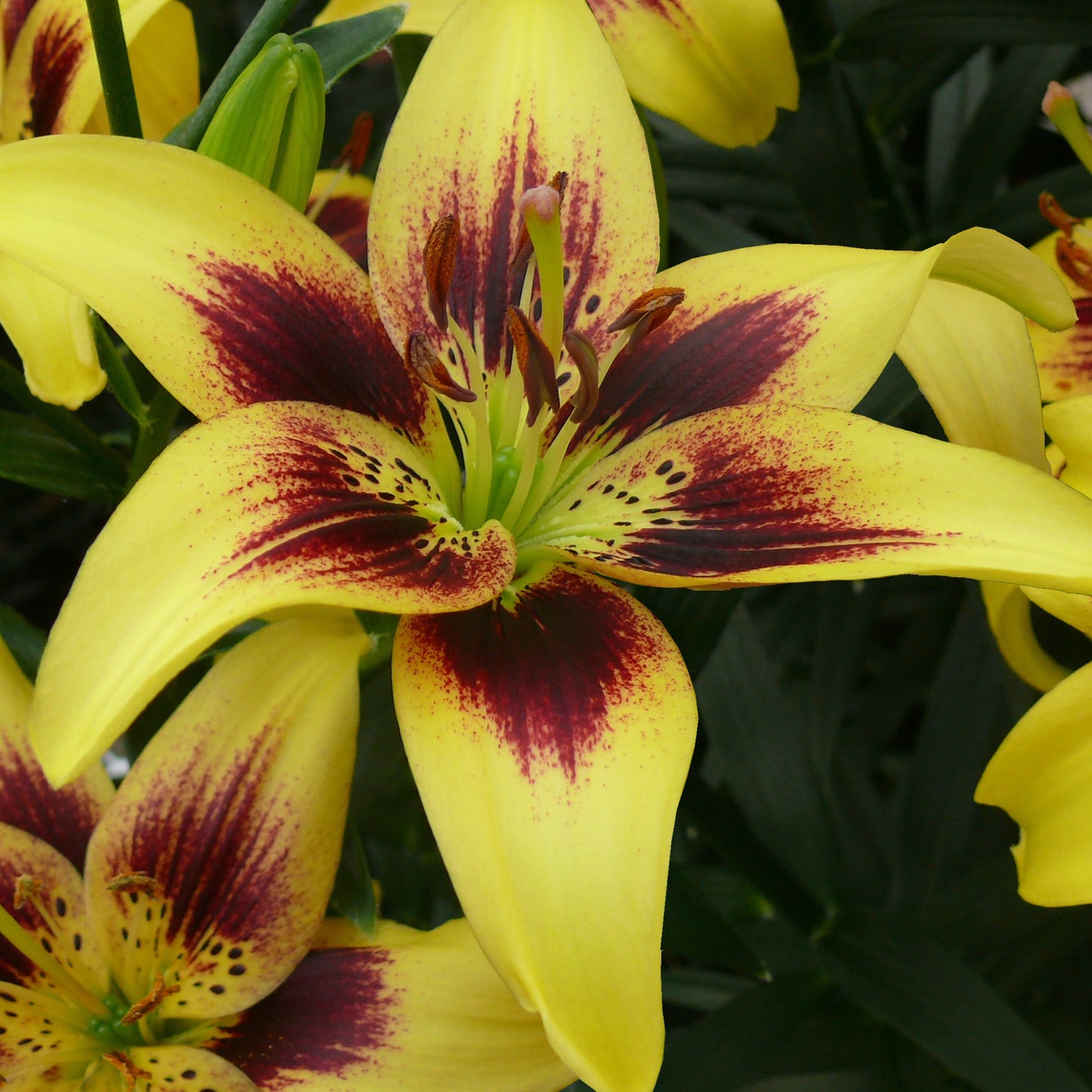Lilium Bicolor Pieton