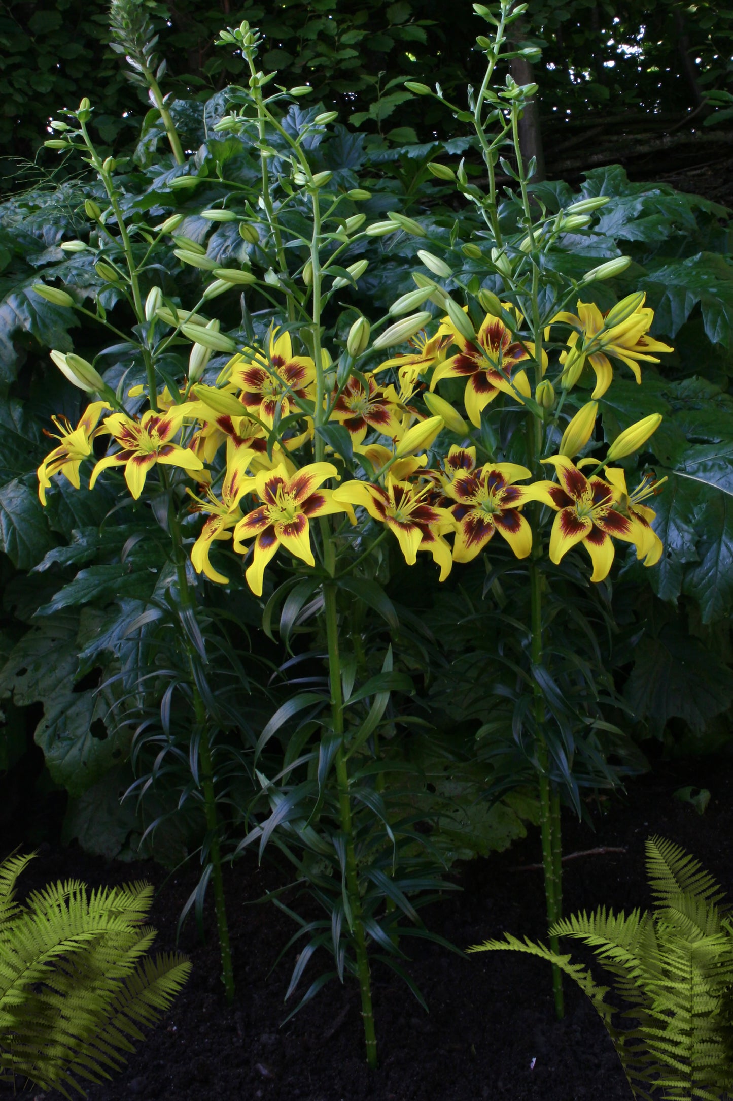Lilium Bicolor Pieton