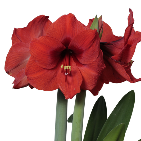 Amaryllis Teraheart