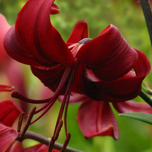 Lilium Tiger Red Velvet