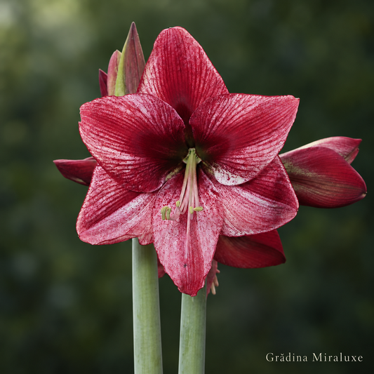 Amaryllis Revelation