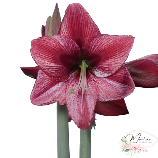 Amaryllis Revelation