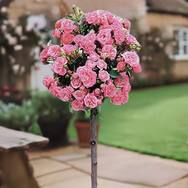 Trandafir pe tulpină înaltă (Pomișor) Elizabeth