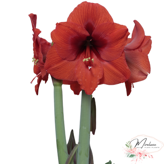 Amaryllis Sovereign