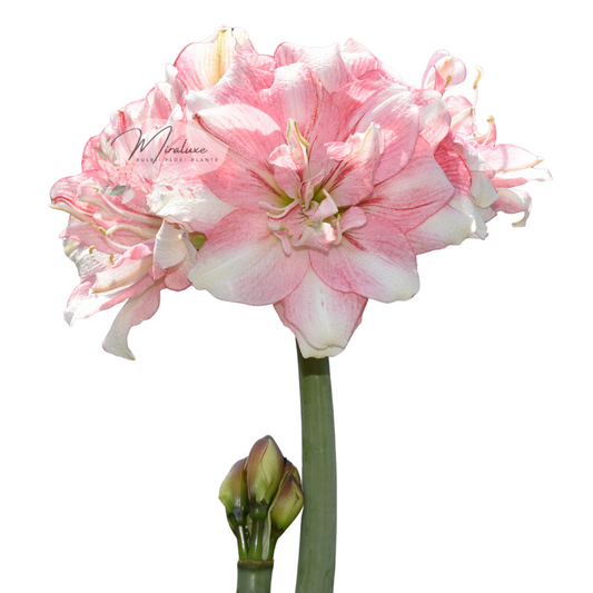 Amaryllis Tika Disco
