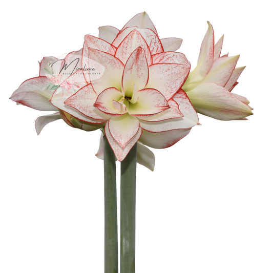 Amaryllis Tika Star