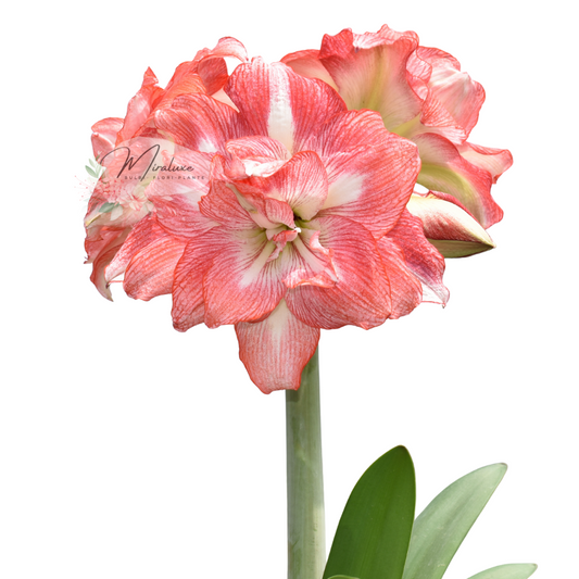 Amaryllis Tika Sunrise