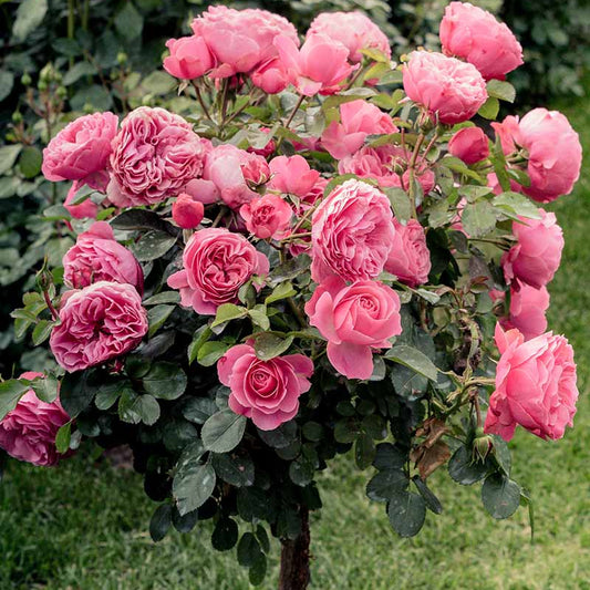 Trandafir pe tulpină înaltă (Pomișor) Maria Th