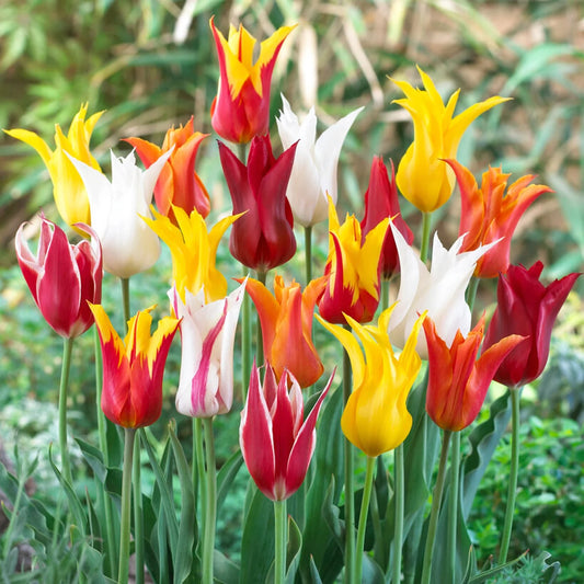 Lalele Lilyflowering Mix (10 bulbi)
