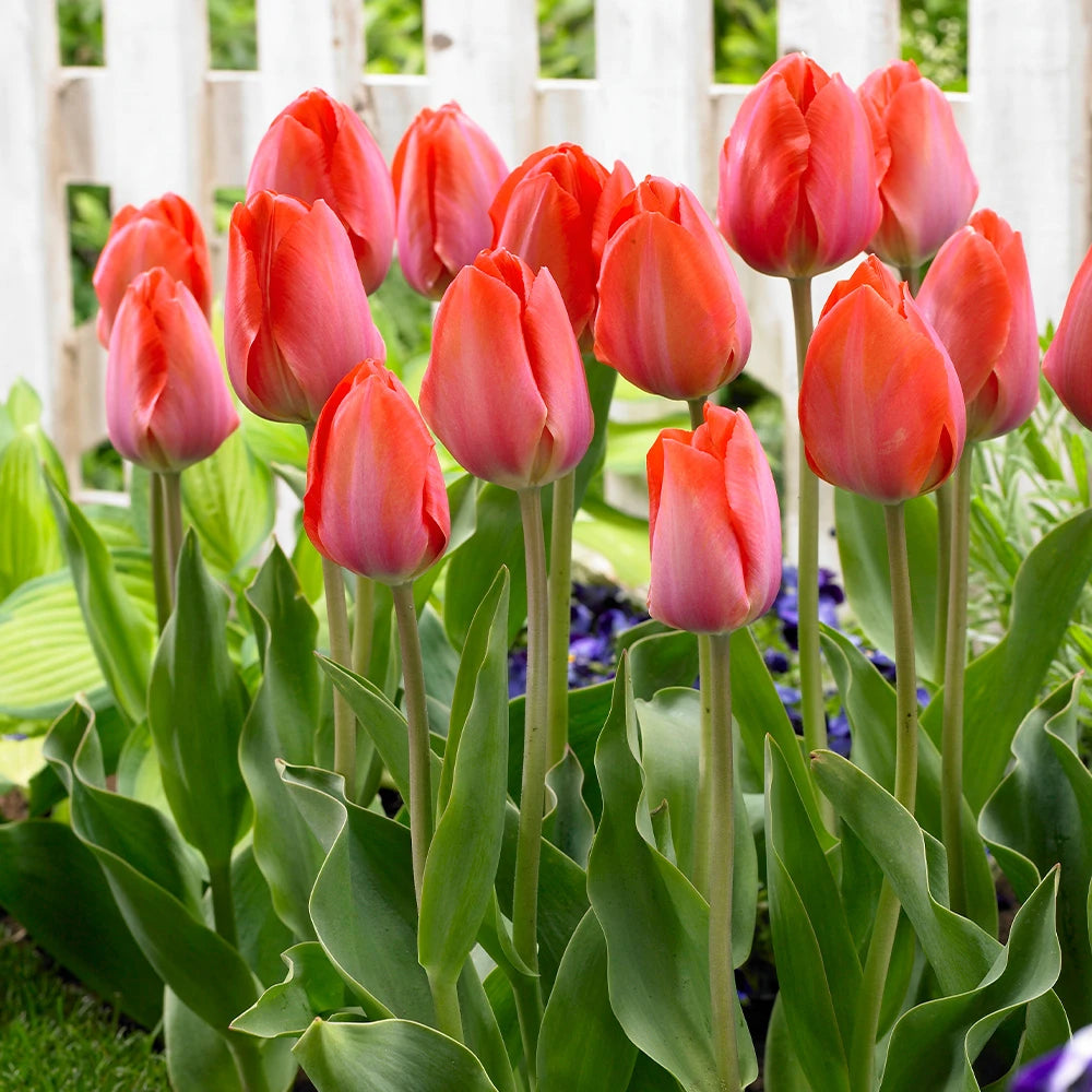 Lalele Darwin Hybrid Orange van Eijk