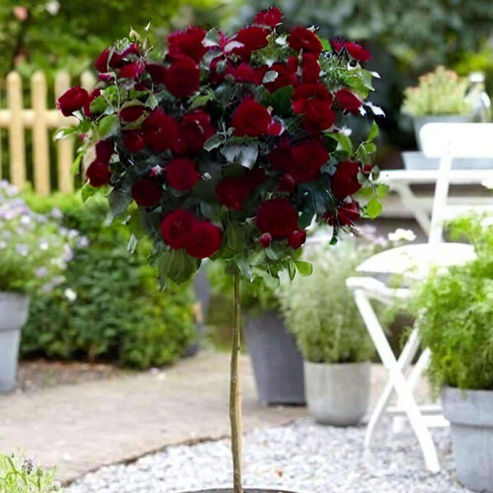 Trandafir pe tulpină înaltă (Pomișor) Chrysler Imperial