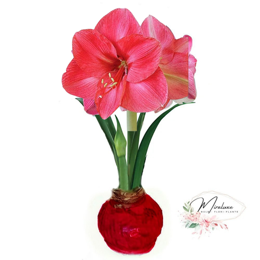 Amaryllis Bolero în ceară