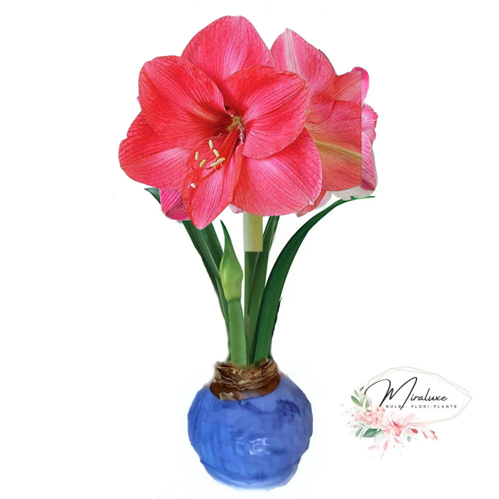 Amaryllis Bolero în ceară