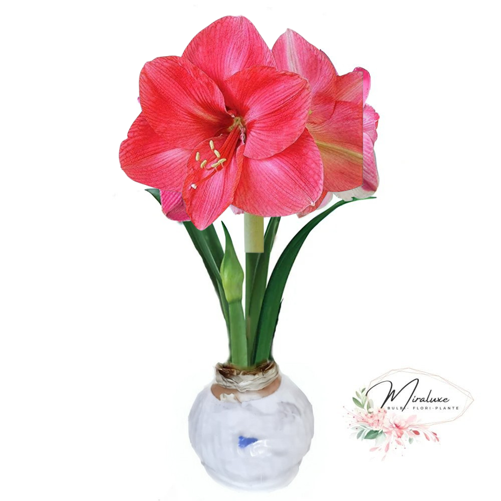 Amaryllis Bolero în ceară
